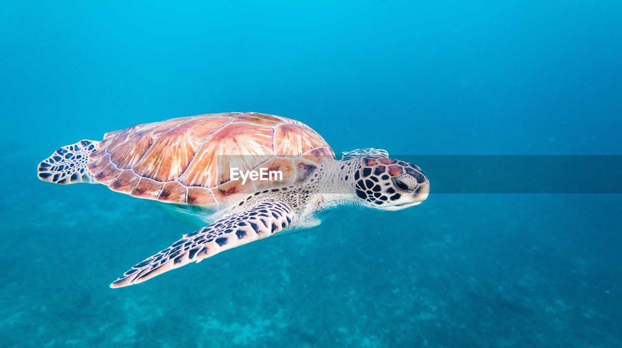 Close-up of turtle swimming in sea