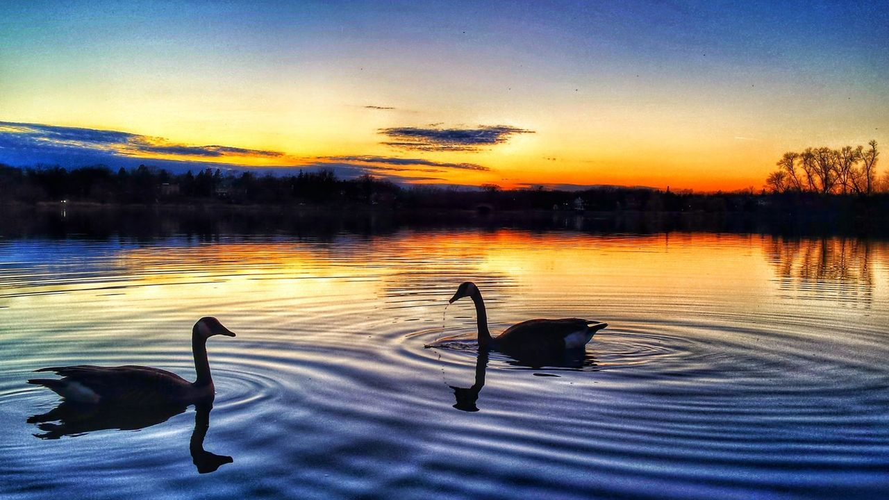 View of swans swimming in lake during sunset