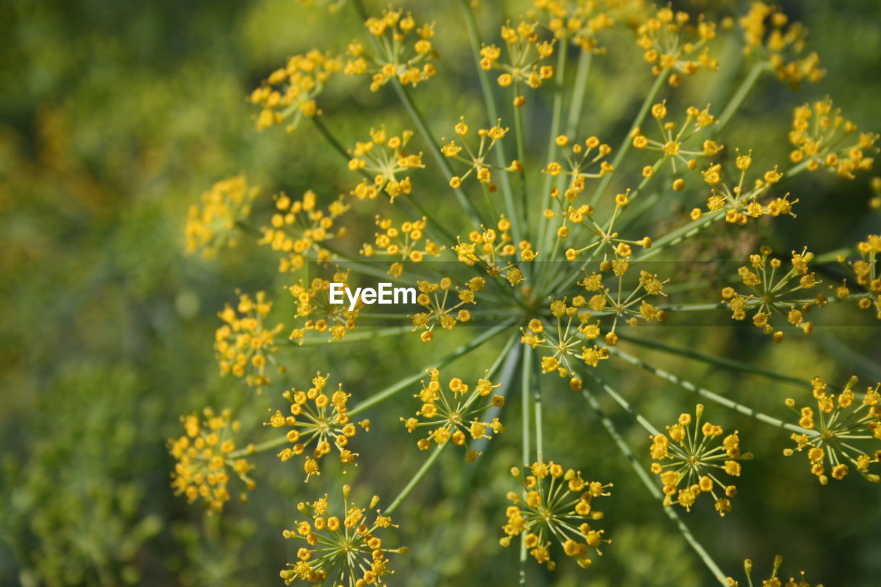 Close-up of yellow flowers