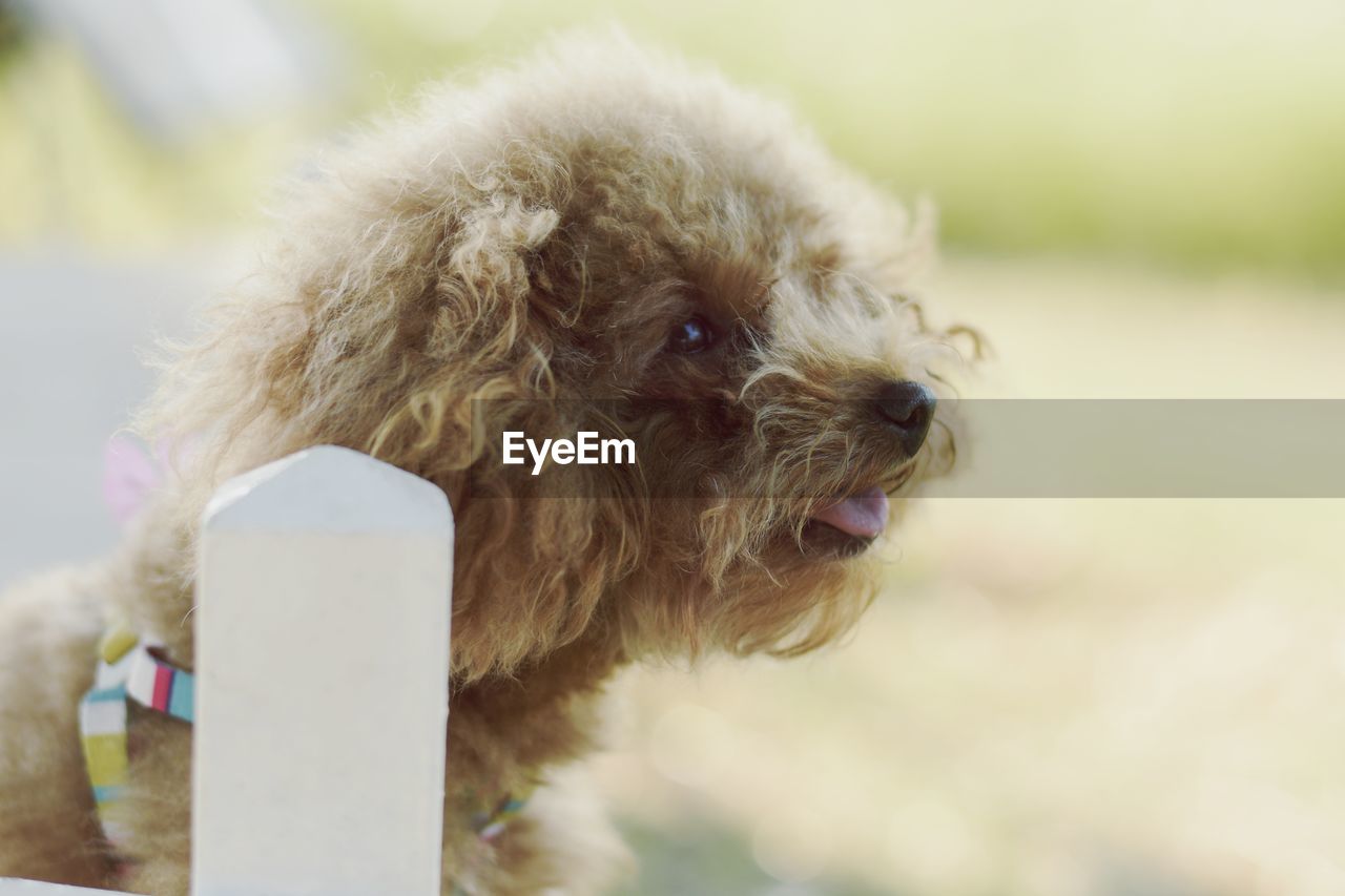 CLOSE-UP PORTRAIT OF DOG