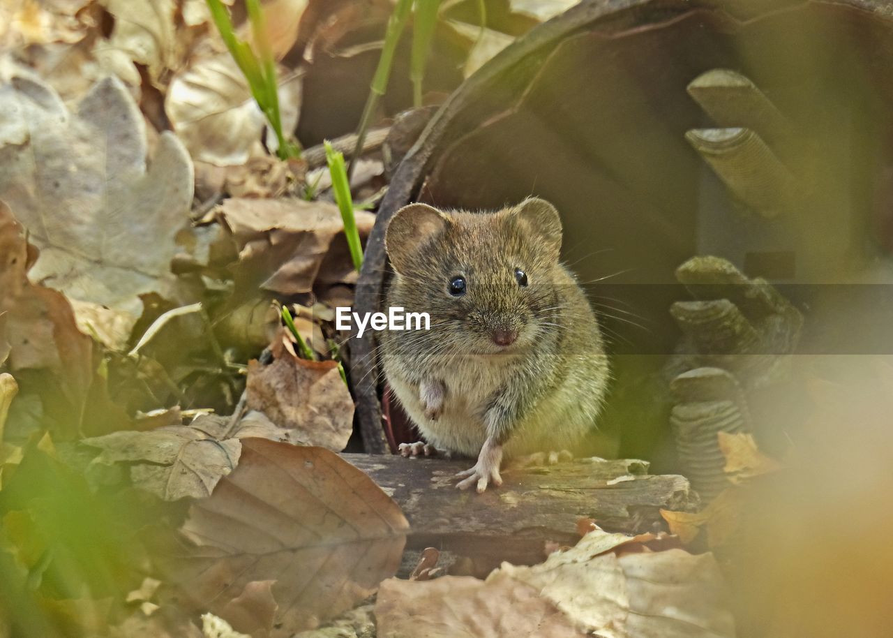 Close-up portrait of mouse in underwood looking at camera