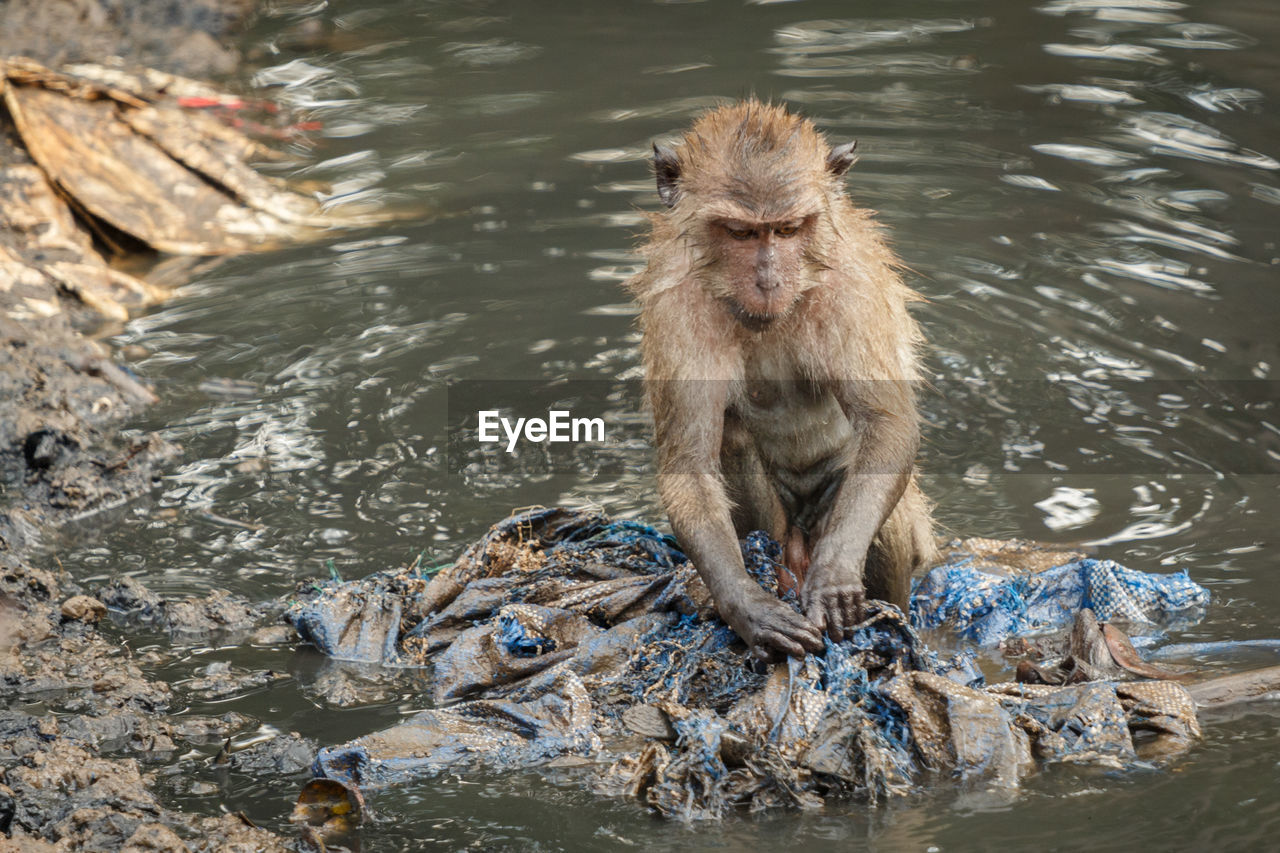 Monkey washing plastic in lake