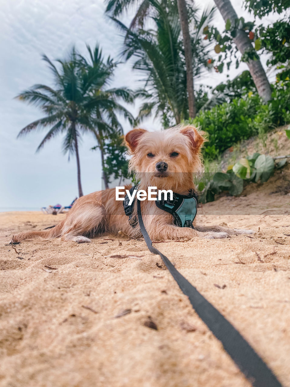 mammal, animal themes, pet, domestic animals, animal, one animal, dog, canine, tree, palm tree, plant, nature, terrier, land, tropical climate, portrait, sand, no people, day, yorkshire terrier, beach, norfolk terrier, lap dog, outdoors, looking at camera, looking, sky