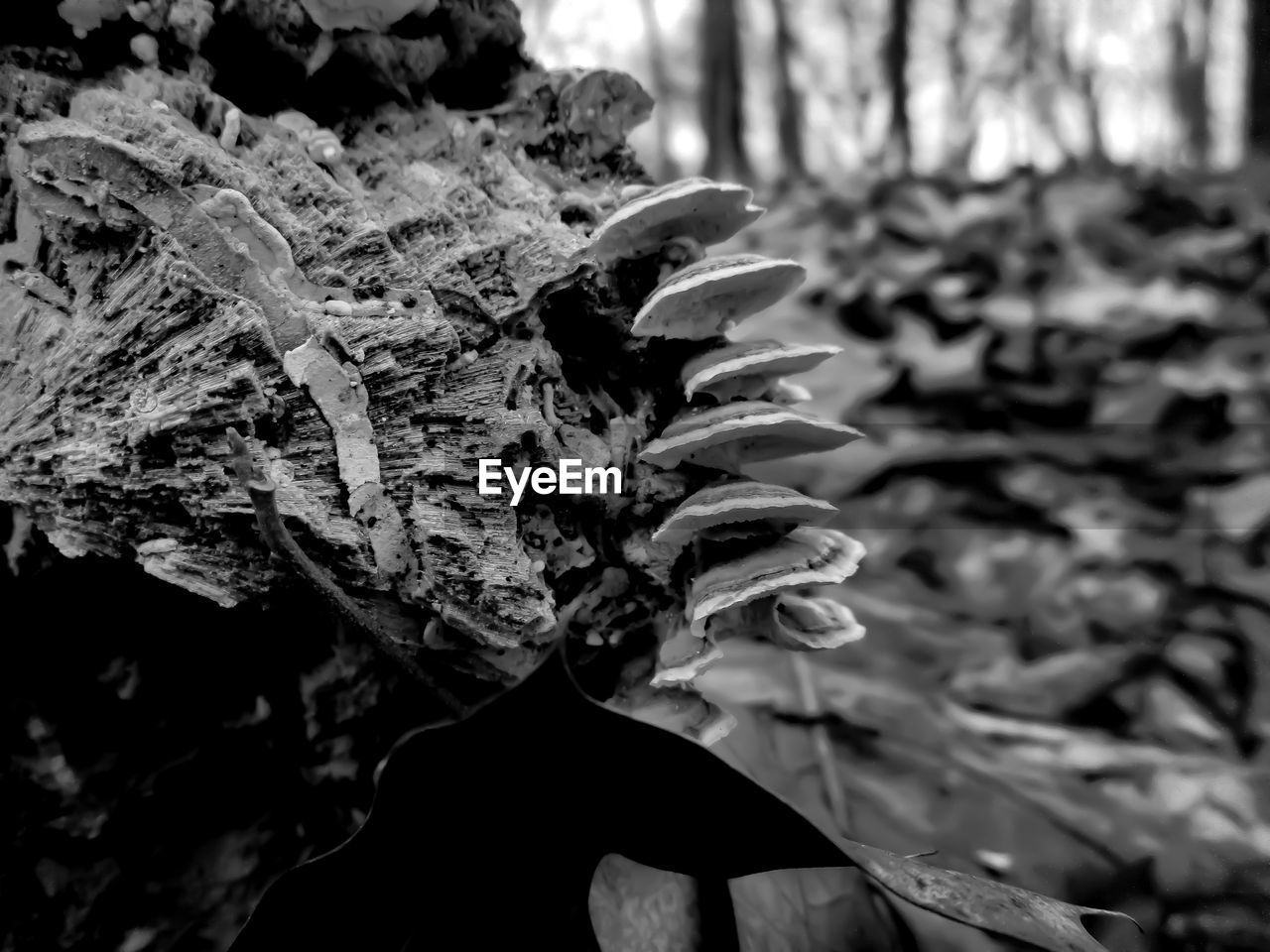 CLOSE-UP OF DRY LEAVES ON PLANT IN FOREST