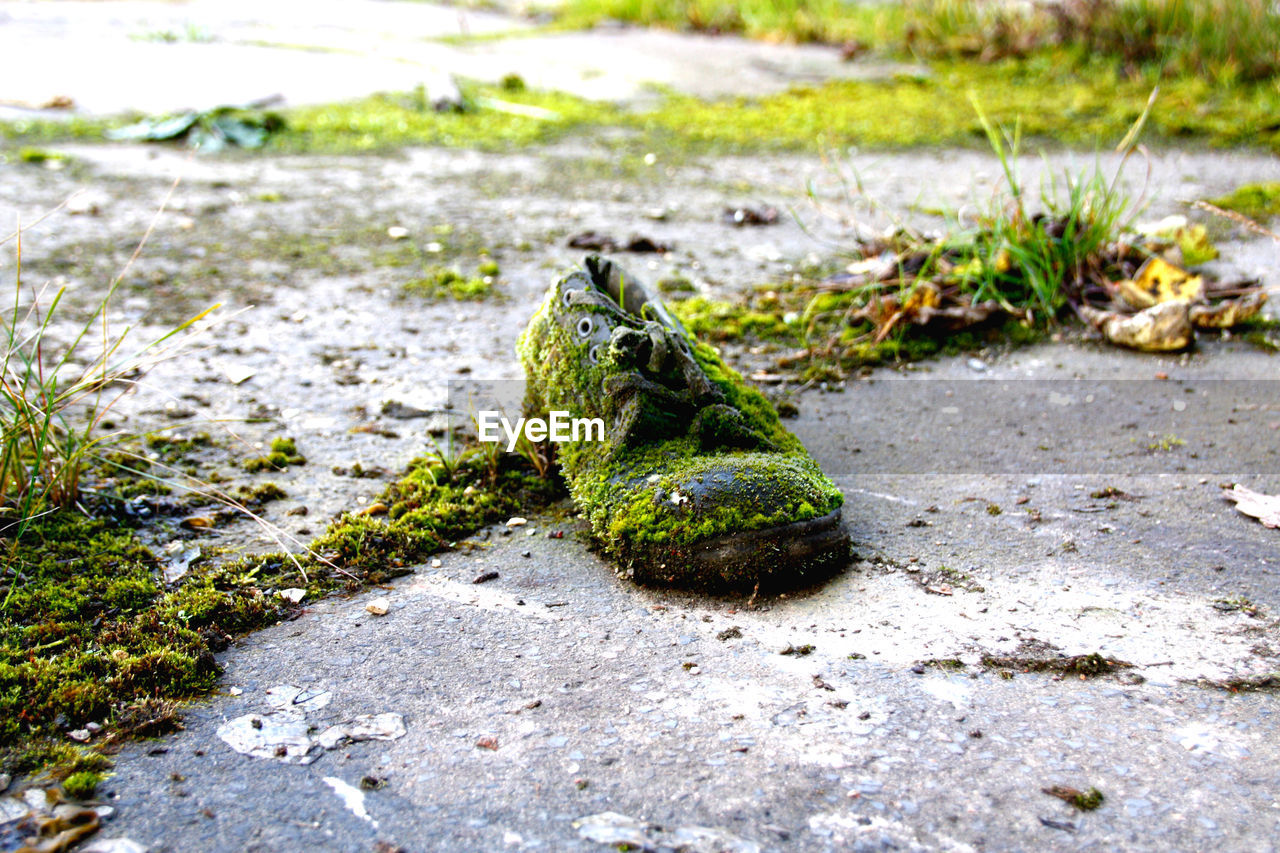 FROG ON ROCK