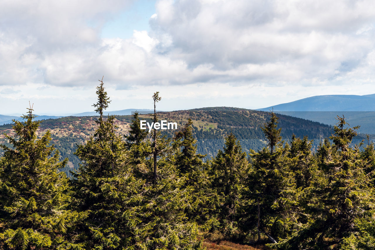 PINE TREES AGAINST SKY