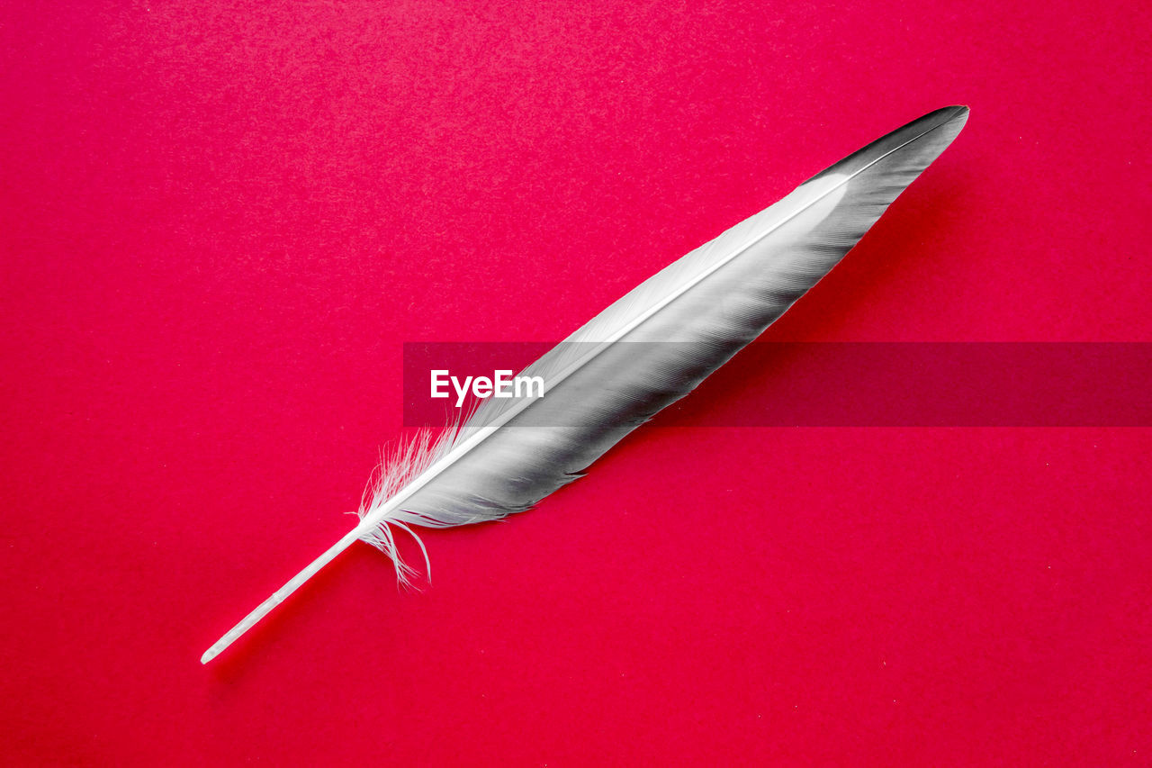 HIGH ANGLE VIEW OF FEATHER ON RED BACKGROUND