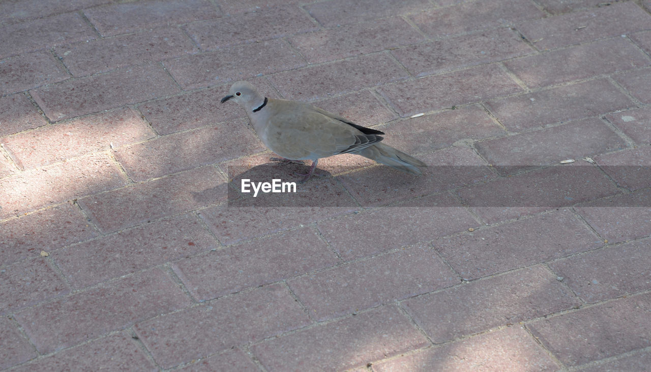 HIGH ANGLE VIEW OF BIRD PERCHING ON COBBLESTONE