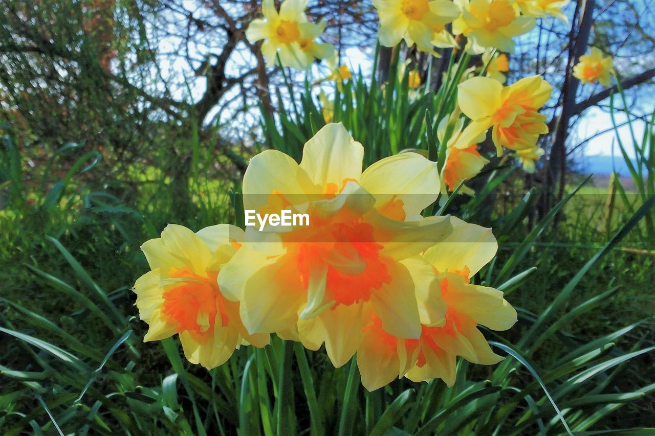 Close-up of fresh yellow flowers blooming in park