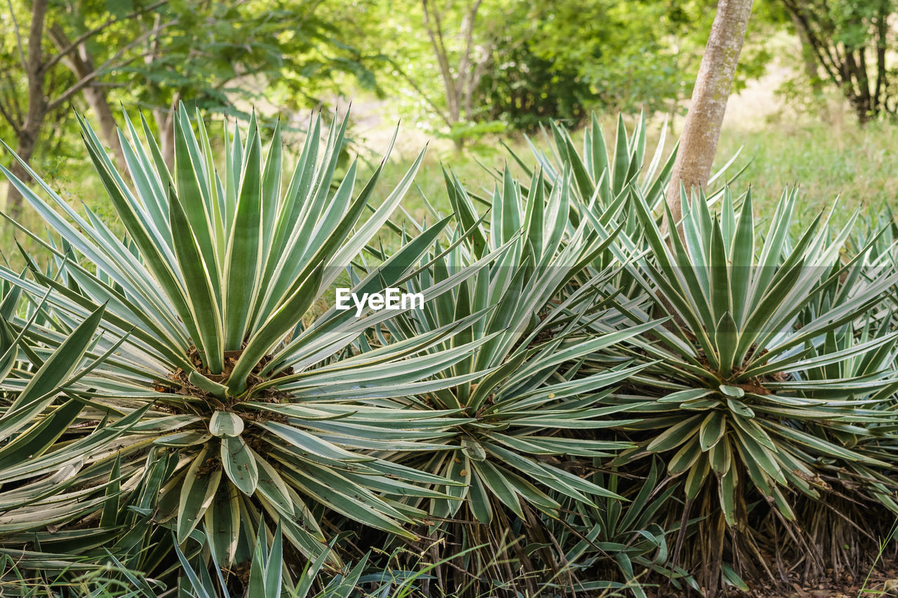 Close-up of pine tree