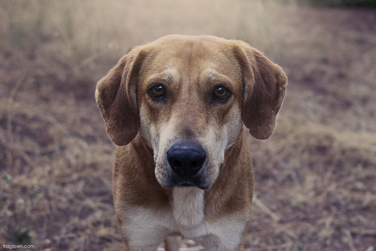 Close-up of dog