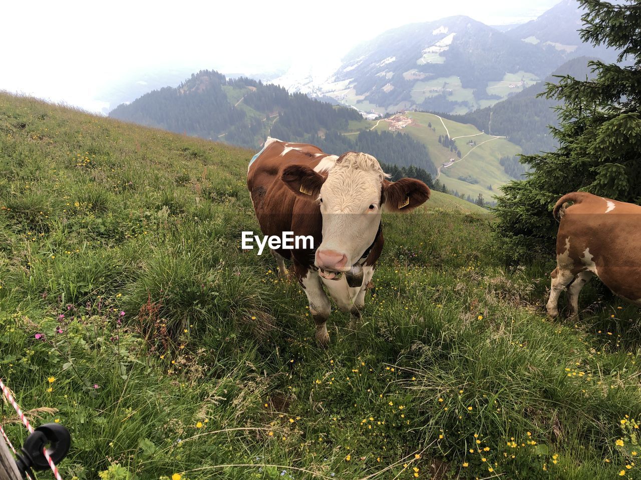 View of cow on field