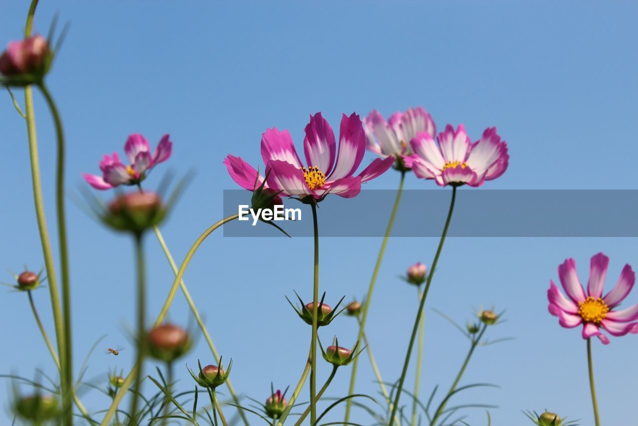 Pink flowers growing outdoors