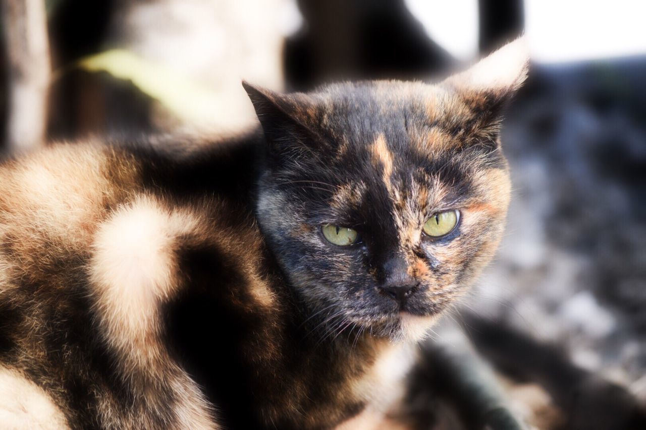 Close-up portrait of cat