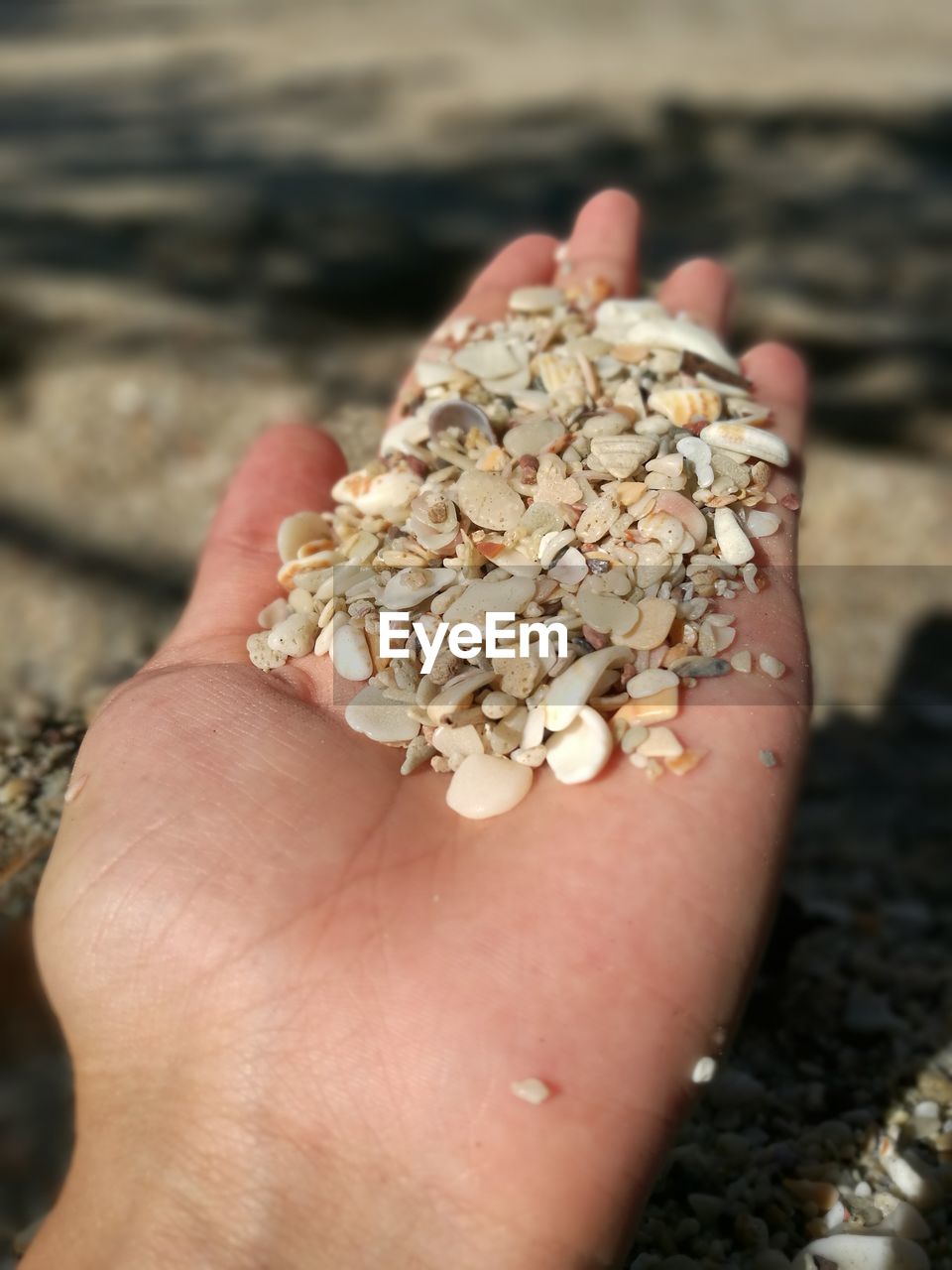 Close-up of hand holding sea shells