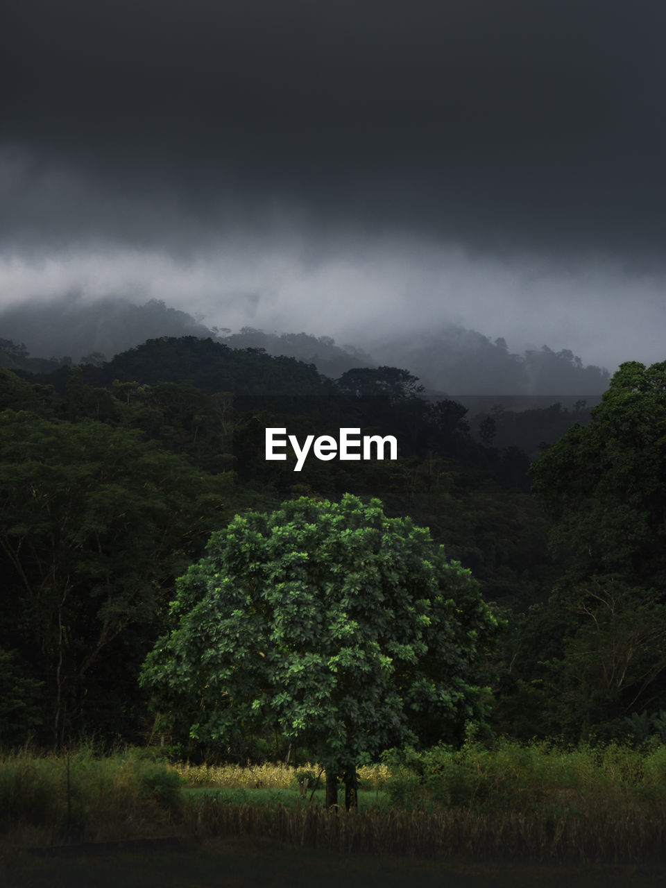 SCENIC VIEW OF GREEN LANDSCAPE AGAINST SKY