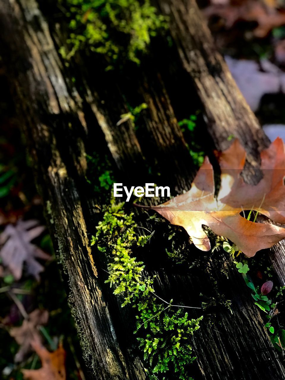 CLOSE-UP OF BIRD PERCHING ON WOOD