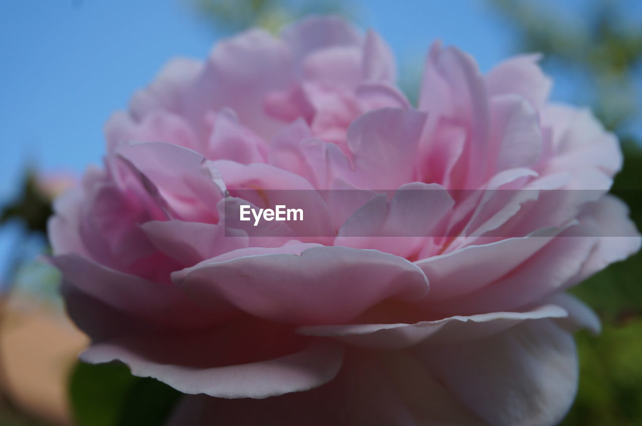 CLOSE-UP OF PINK ROSE WITH FLOWER