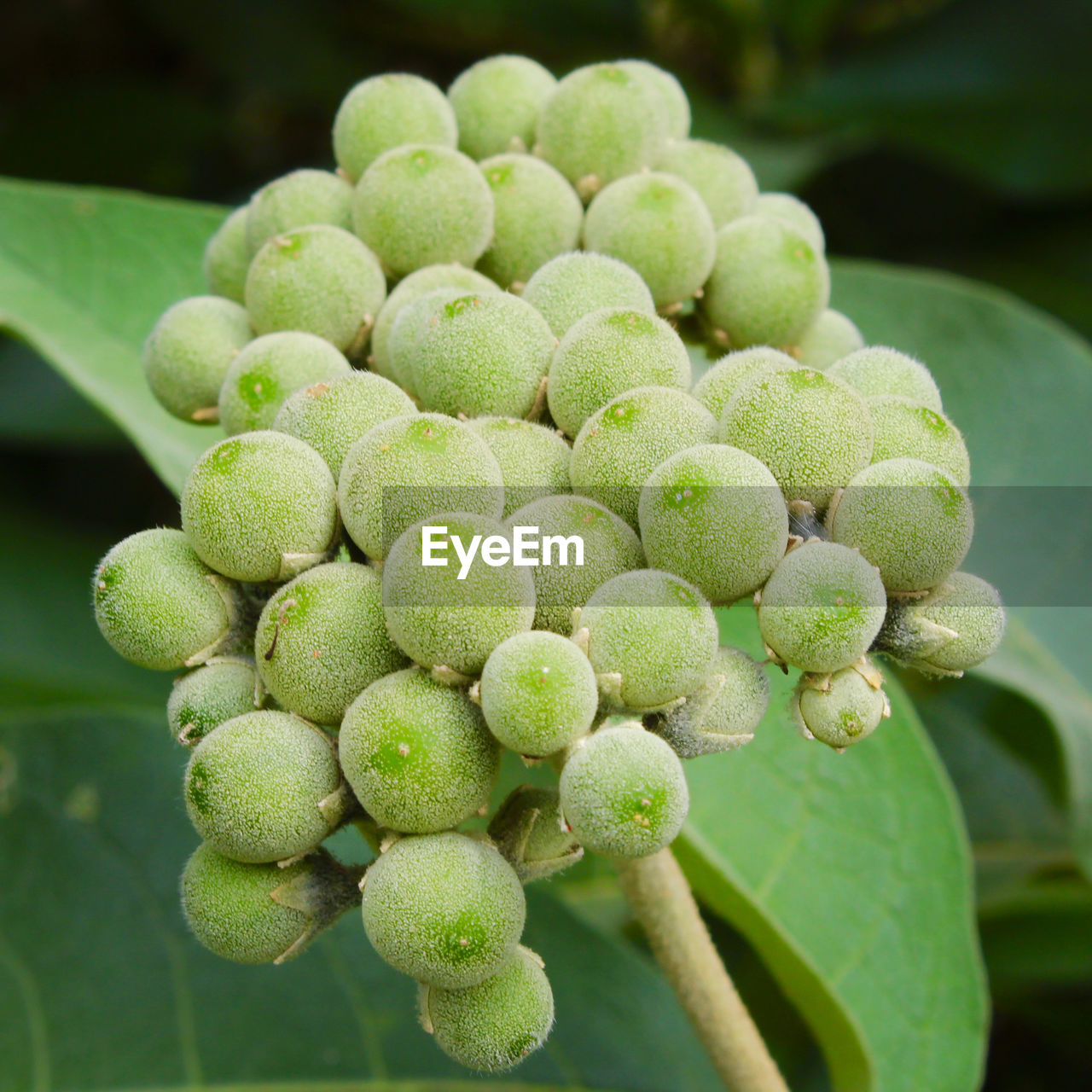 CLOSE-UP OF FRESH GREEN PLANT