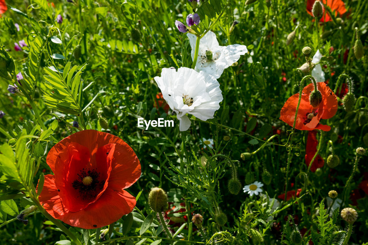 CLOSE-UP OF POPPY FLOWERS ON FIELD