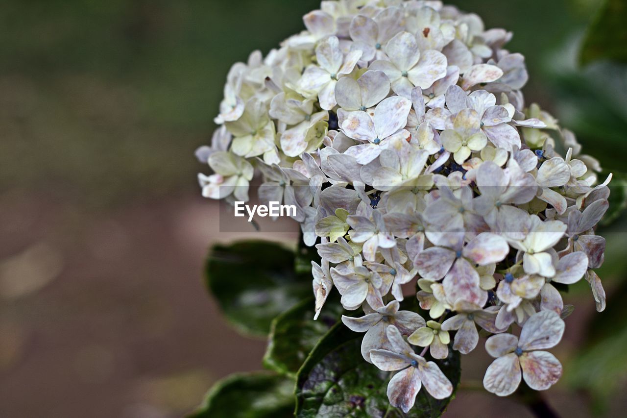 CLOSE-UP OF WHITE BLOSSOM