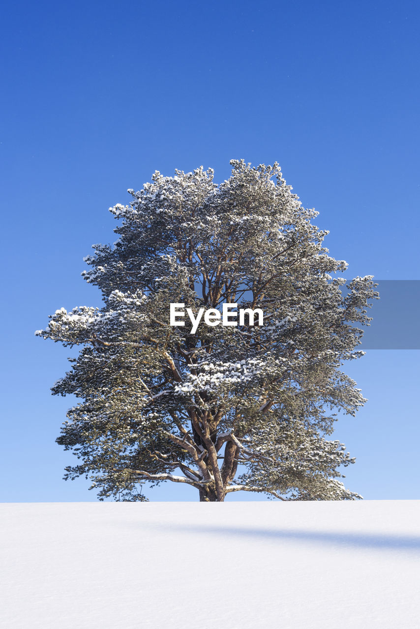 TREE IN SNOW COVERED LANDSCAPE