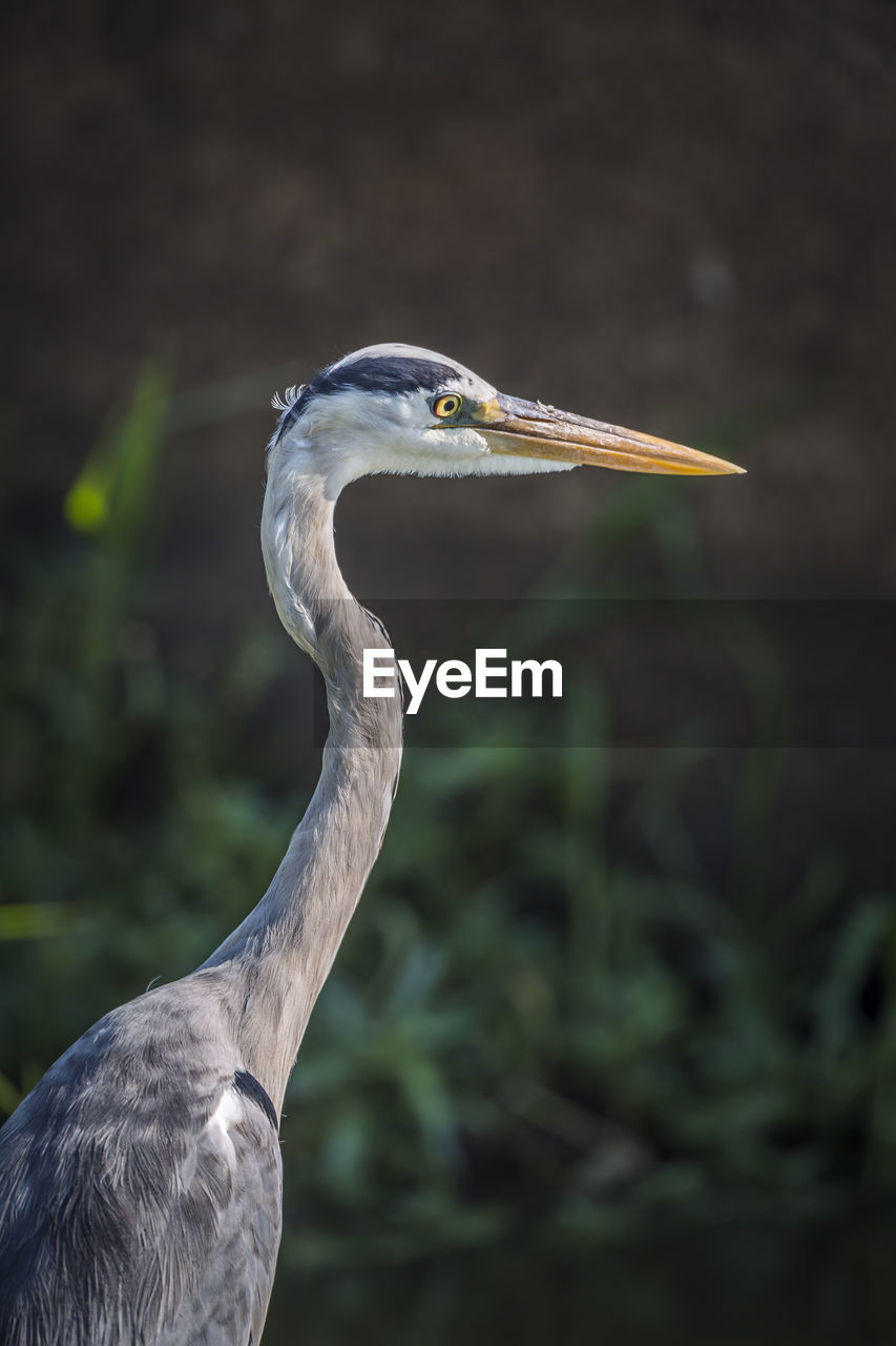 CLOSE-UP OF GRAY HERON ON A BIRD