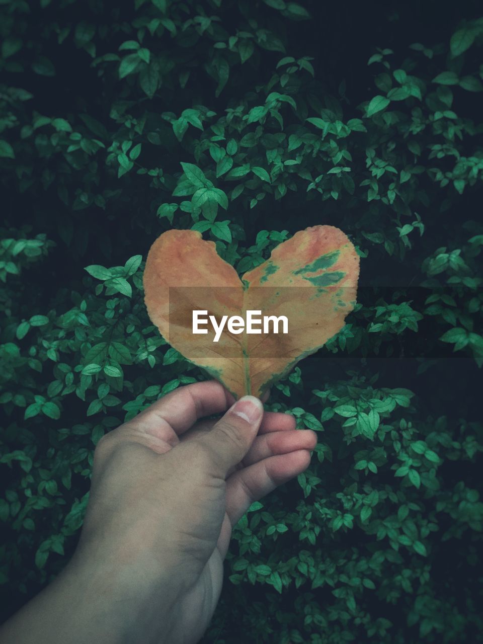 Cropped image of person holding maple leaf against plants