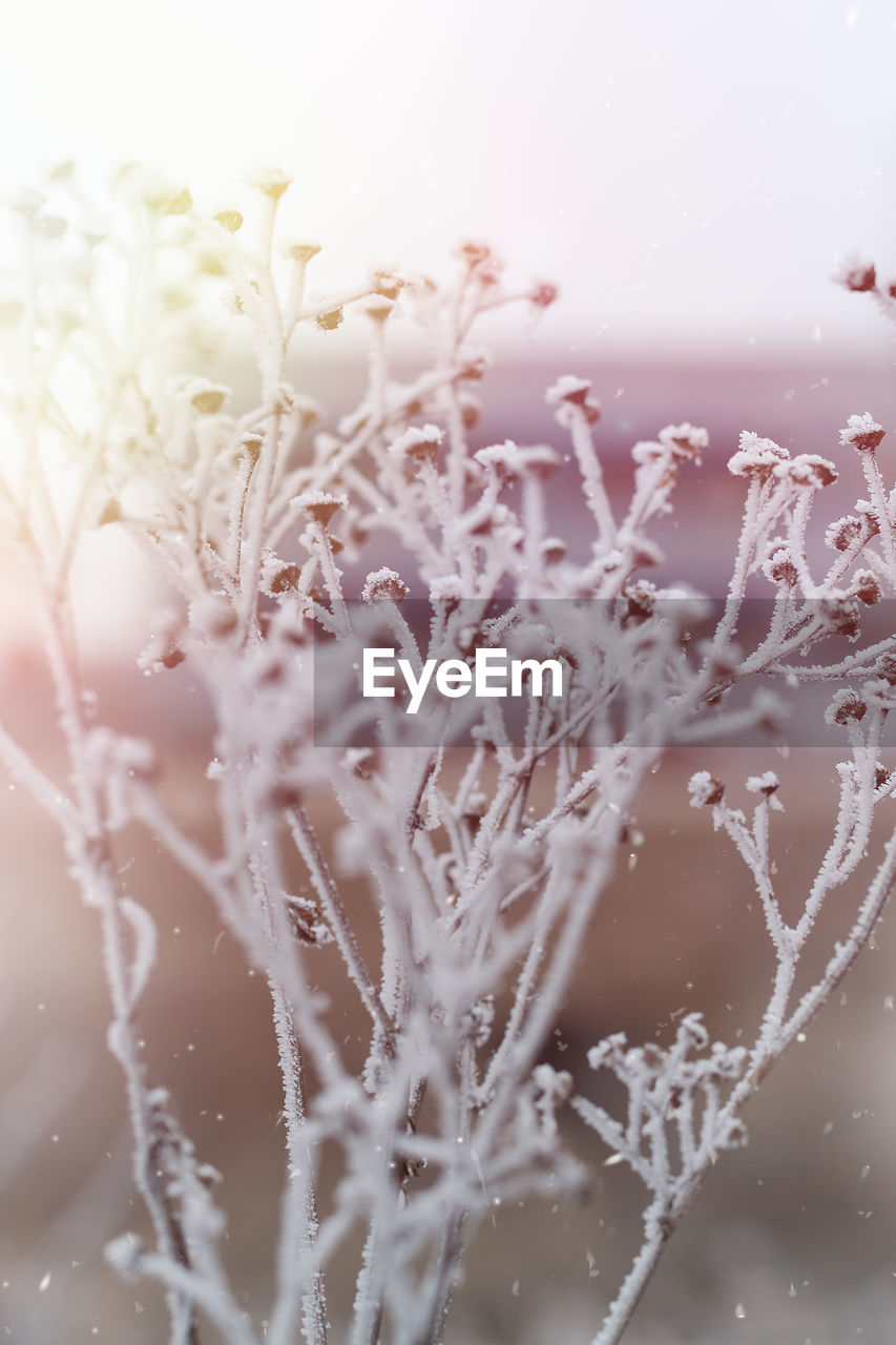 CLOSE-UP OF FROZEN FLOWERING PLANT