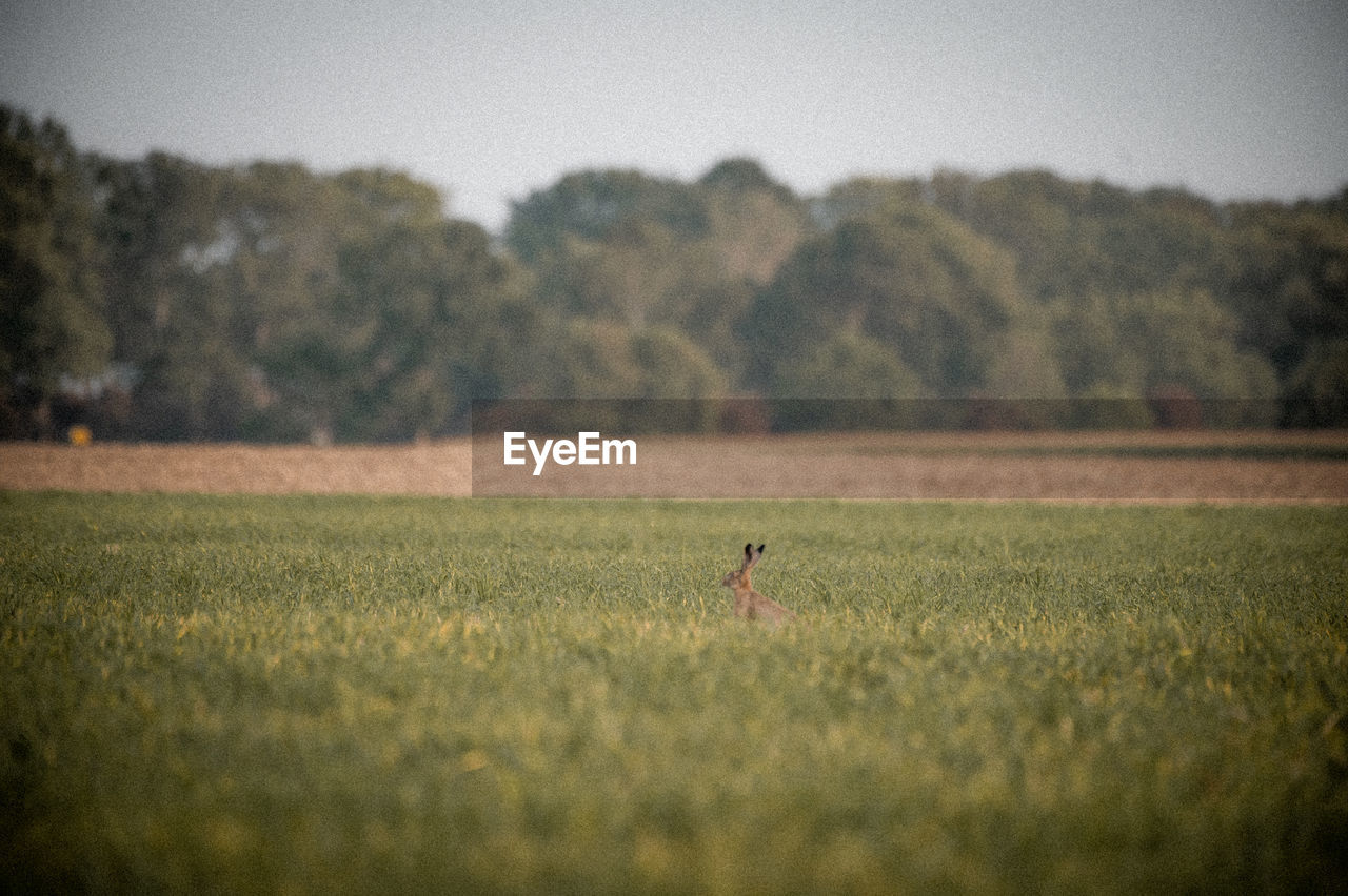 morning, nature, plant, field, landscape, land, grass, rural area, tree, rural scene, environment, sky, agriculture, horizon, one person, sunlight, animal themes, animal, tranquility, green, day, beauty in nature, outdoors, tranquil scene, crop, reflection, one animal, selective focus, plain, prairie, growth, farm, scenics - nature, animal wildlife