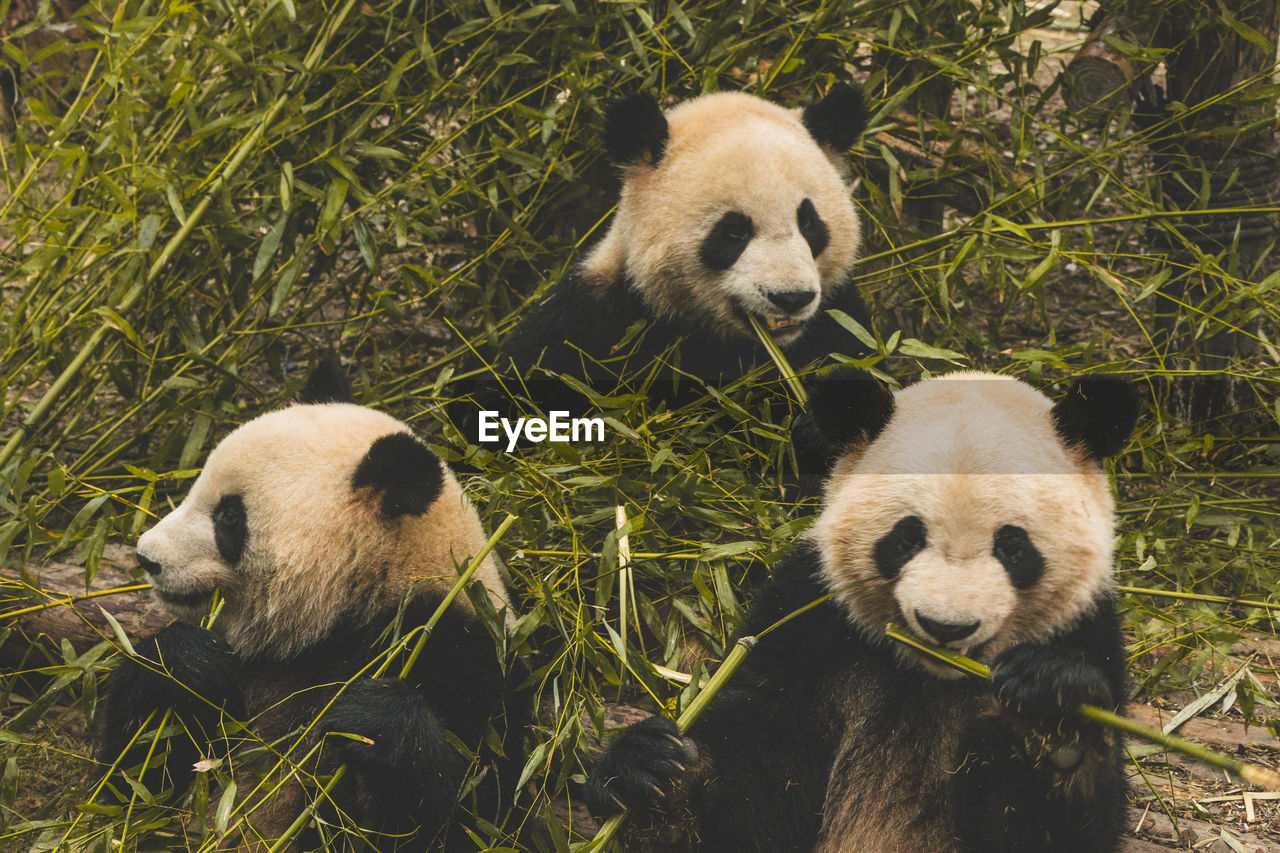 Pandas eating bamboos