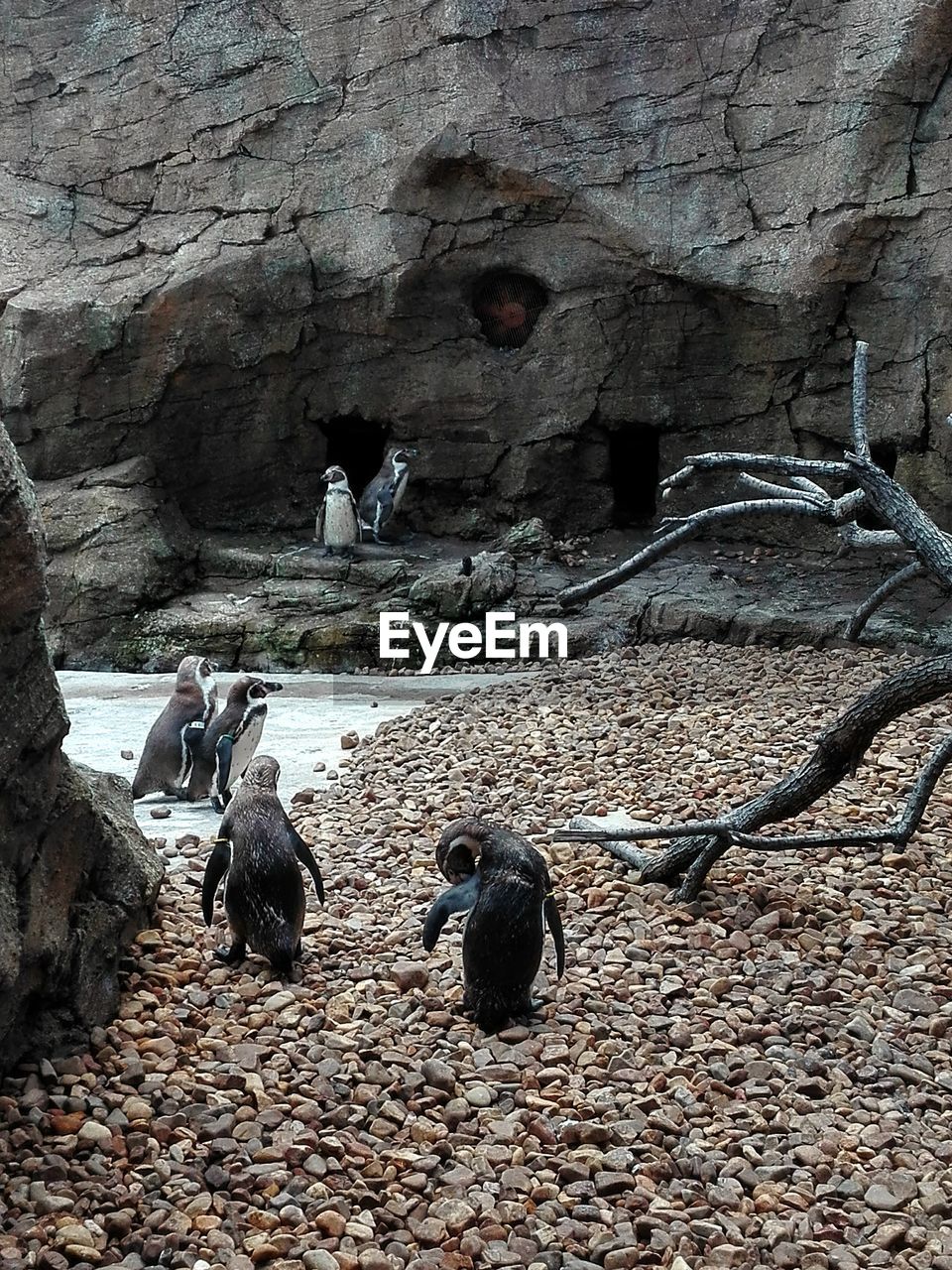 Penguins against rock formation