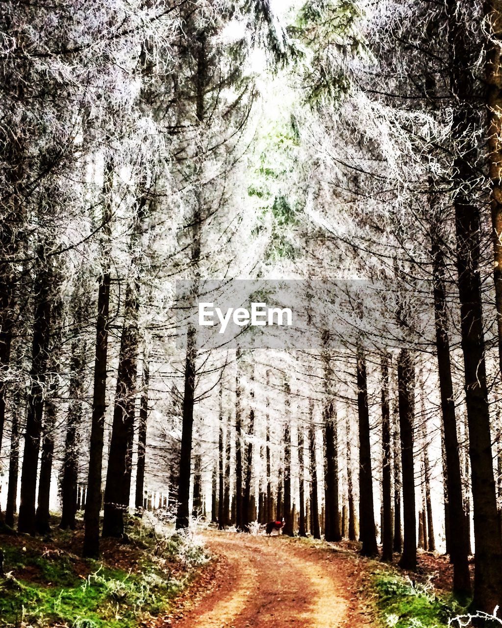 DIRT ROAD AMIDST TREES IN FOREST