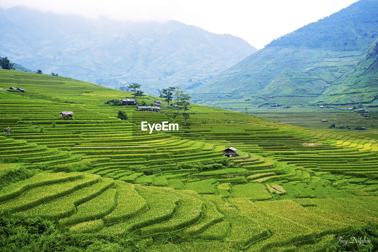 SCENIC VIEW OF AGRICULTURAL FIELD