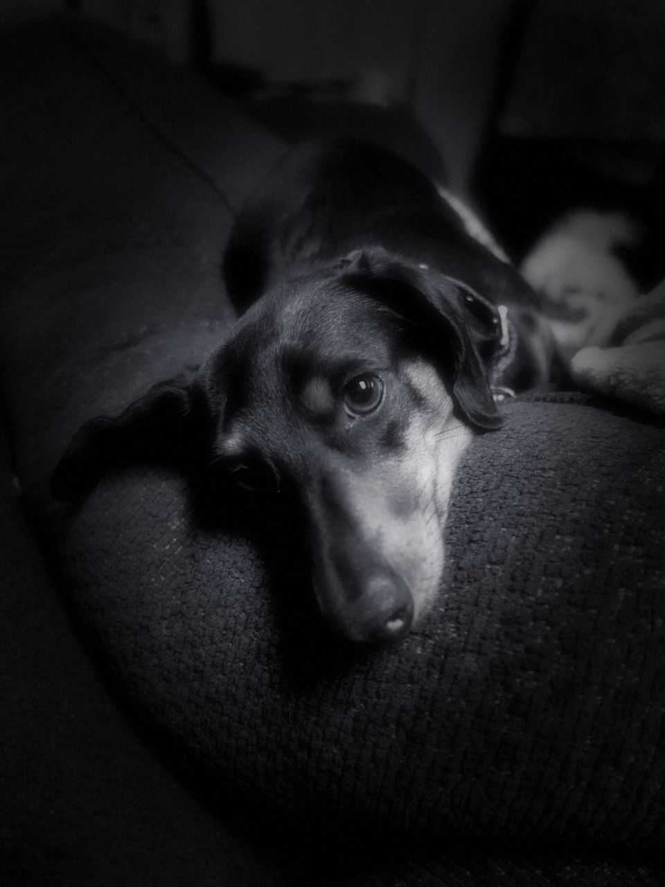 CLOSE-UP OF DOG SLEEPING ON FLOOR