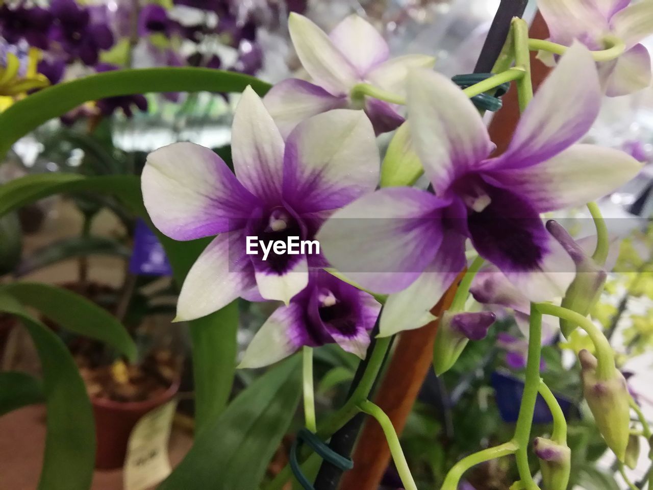 CLOSE-UP OF PURPLE FLOWERS BLOOMING OUTDOORS