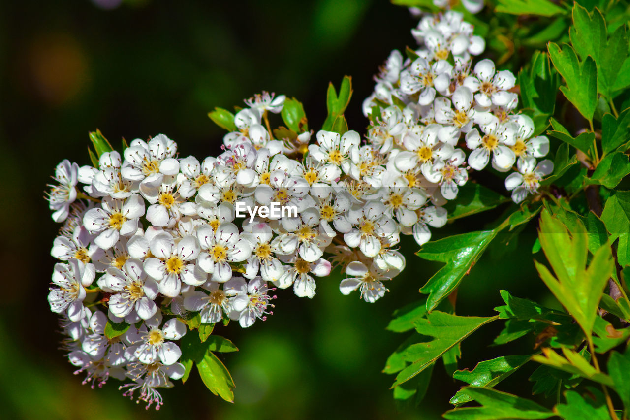 CLOSE UP OF WHITE FLOWERING PLANTS