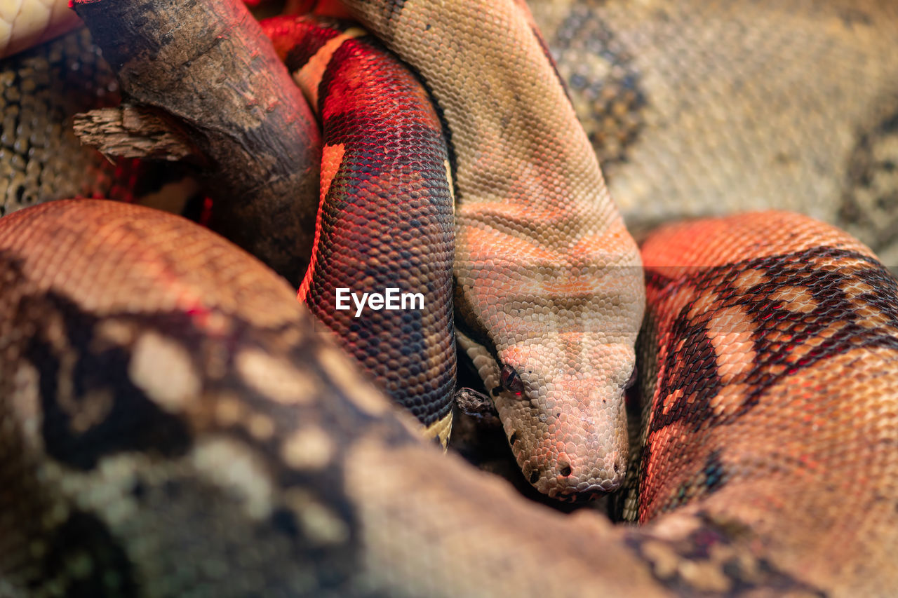 Close up of a boa constrictor sleeping