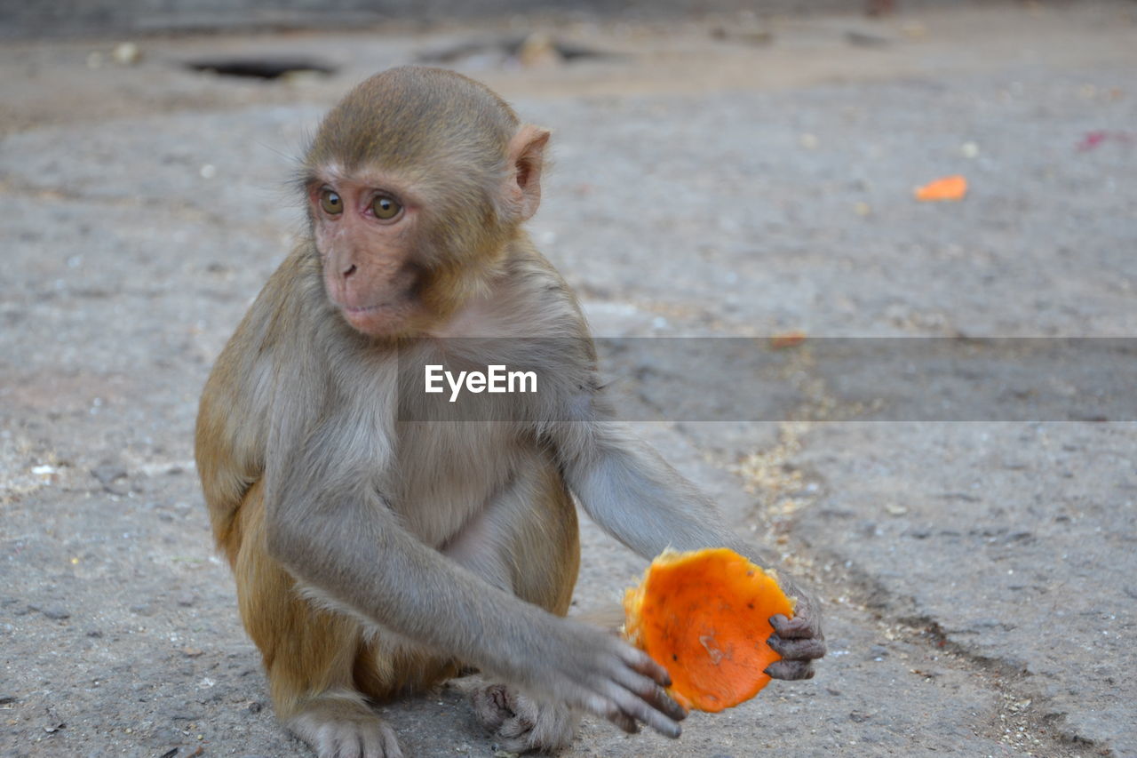 Monkey sitting on land eating orange