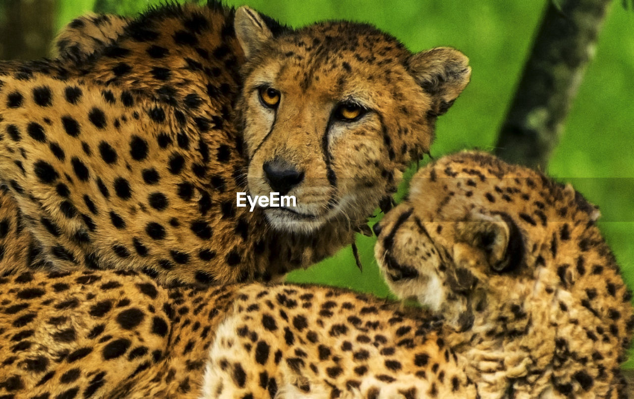 Close-up of leopards