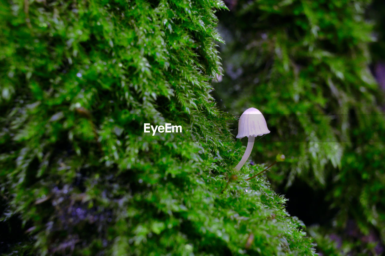 Small mushroom growing from tree