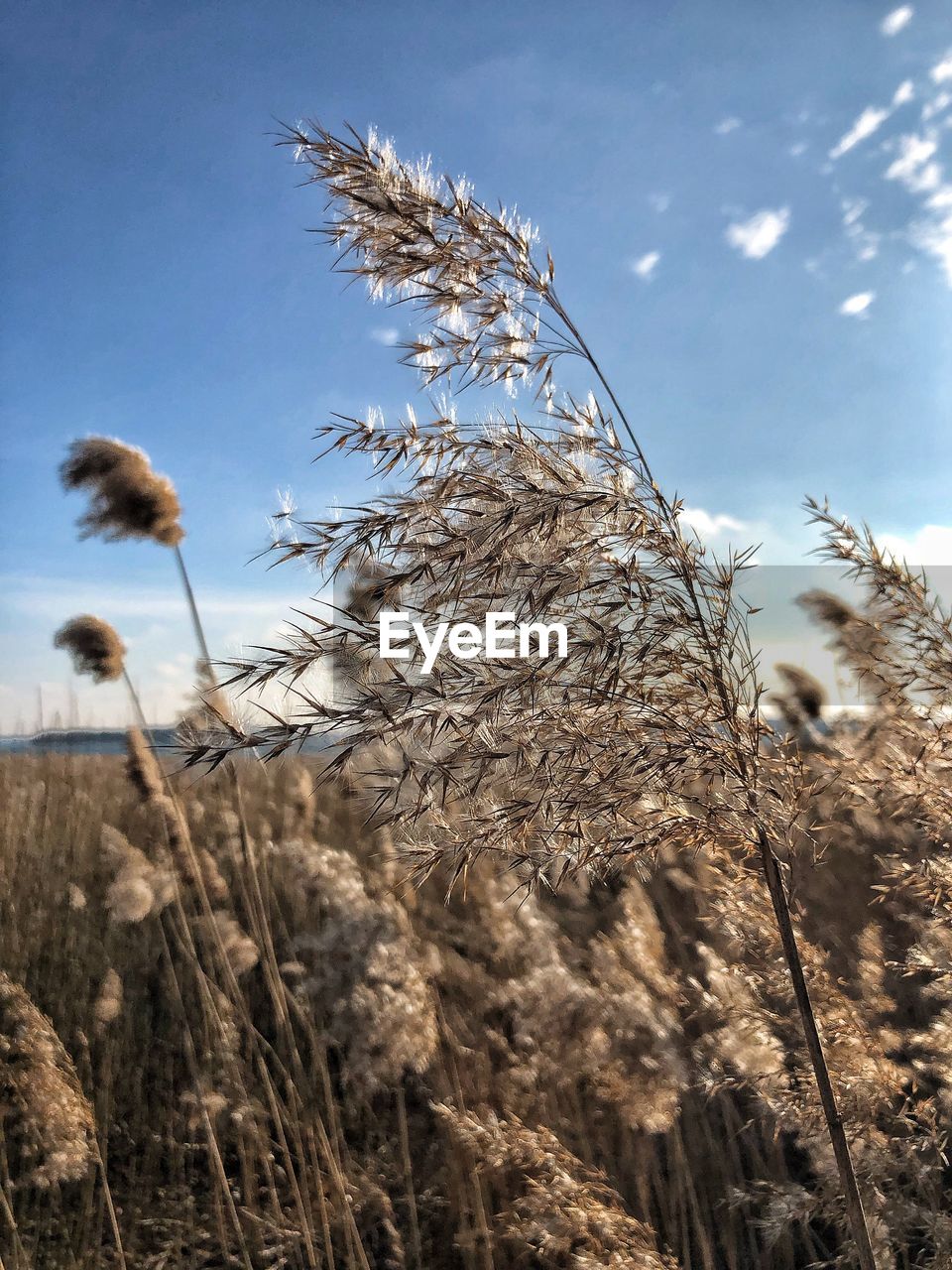 LOW ANGLE VIEW OF FLOWERING PLANTS ON FIELD