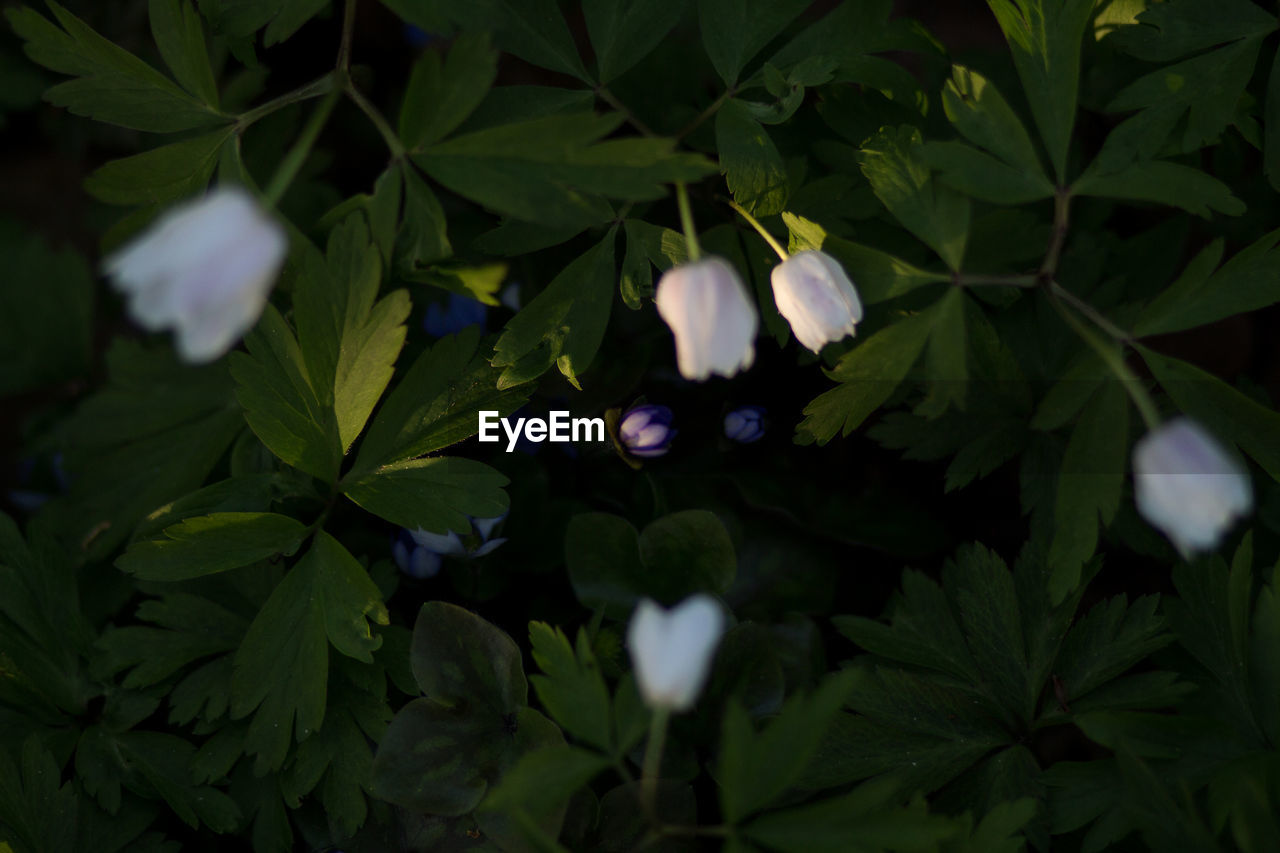 CLOSE-UP OF WHITE FLOWERING PLANTS