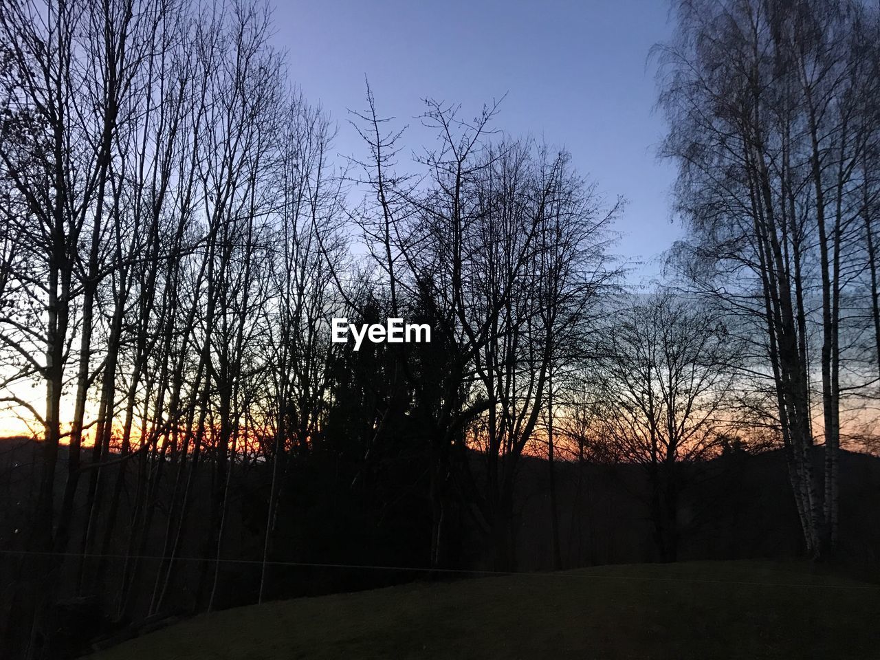 SILHOUETTE TREES DURING SUNSET