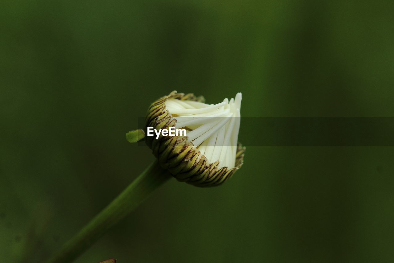 Close-up of white flower on green leaf