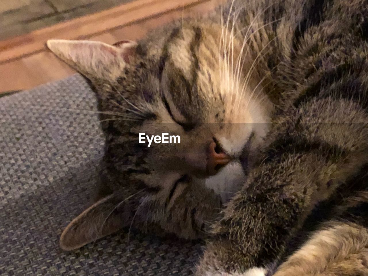 CLOSE-UP OF CAT SLEEPING ON BED