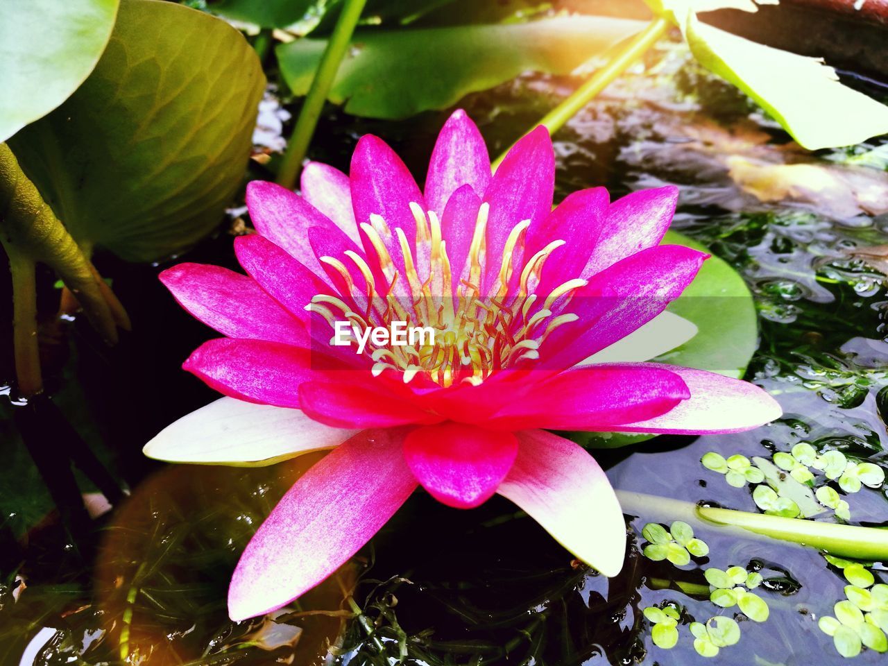 CLOSE-UP OF PINK WATER LILY BLOOMING IN POND