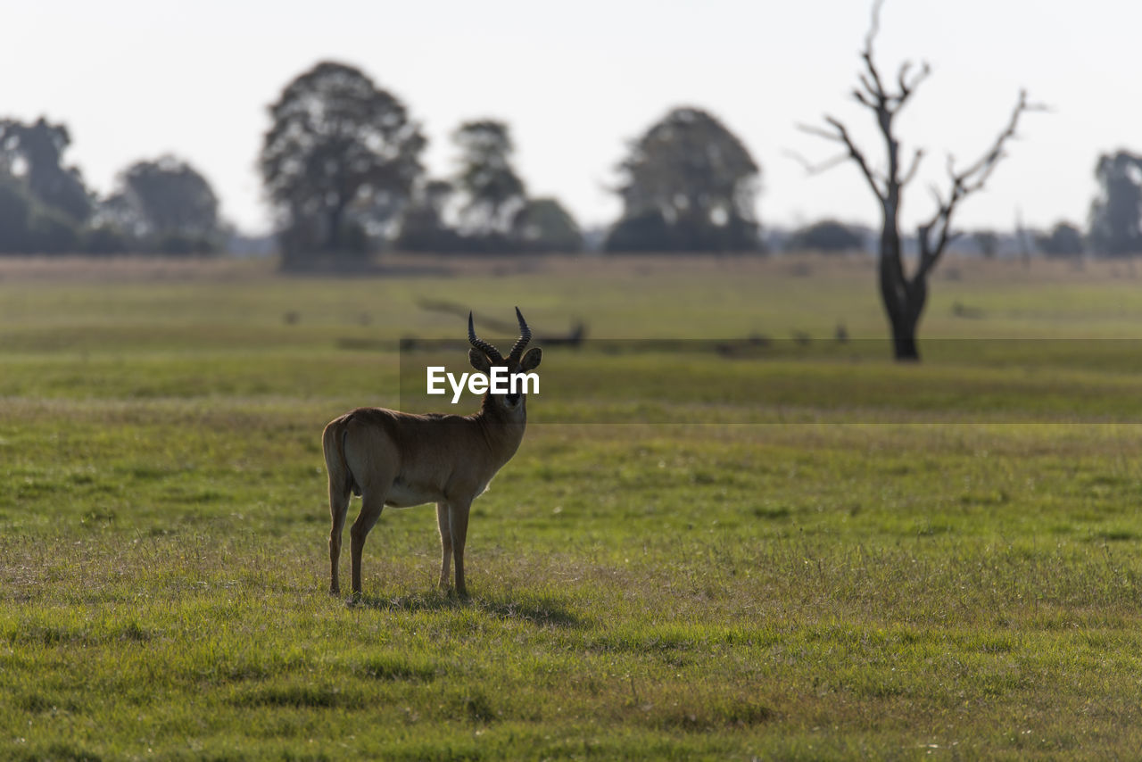 Impala standing in field