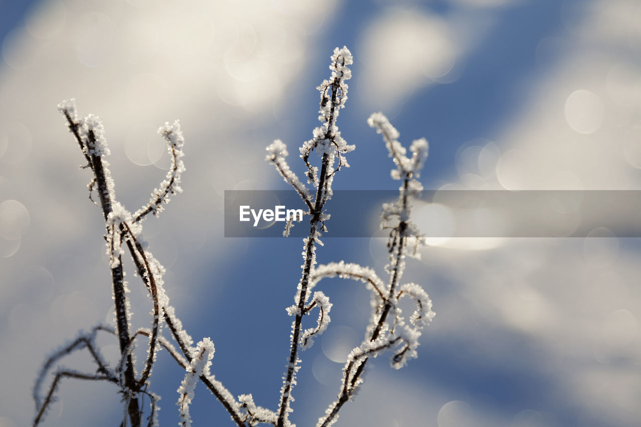 Branches with ice crystals and bokeh background