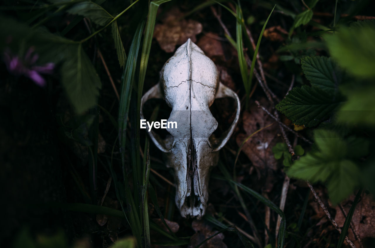 Old dog skull and in the enchanted forest. dark, mysterious atmosphere.